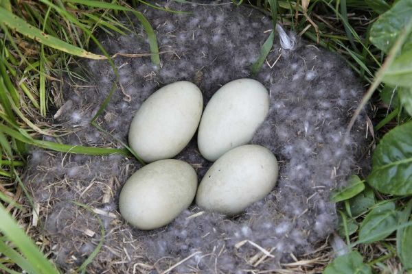 Iceland, Snaefellsnes Common eider nest and eggs